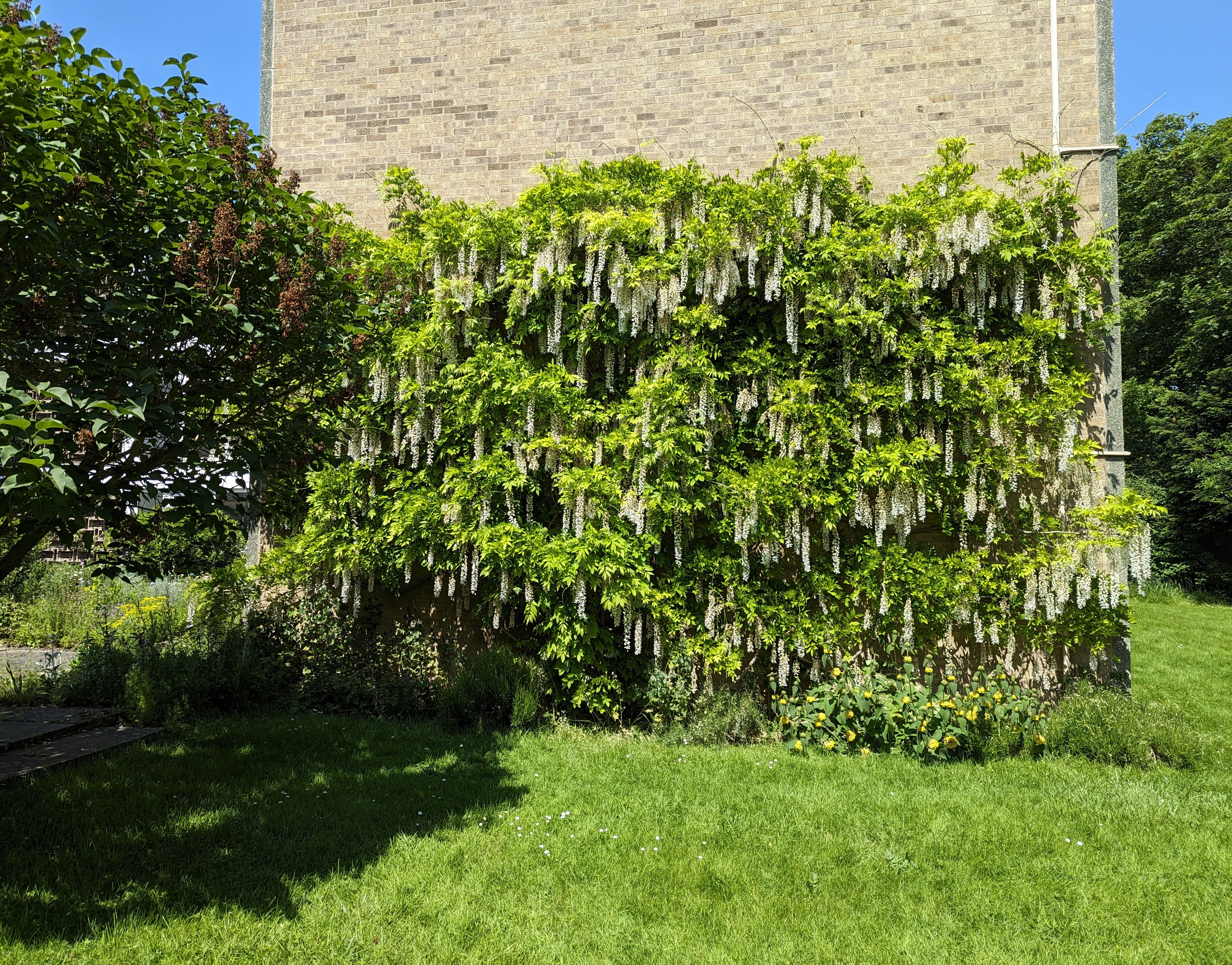 Applecourt, North block, wisteria