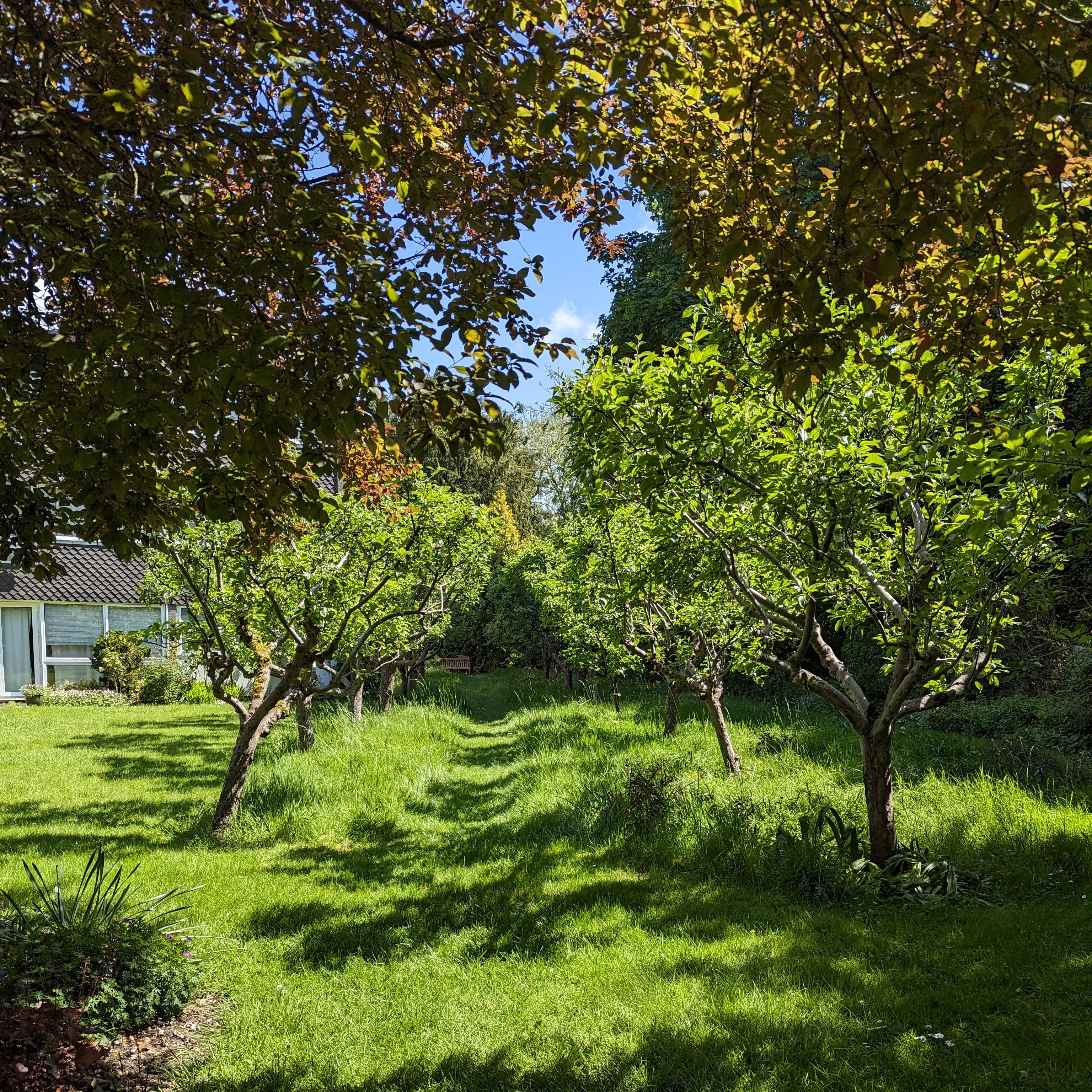 Applecourt, Apple Orchard
